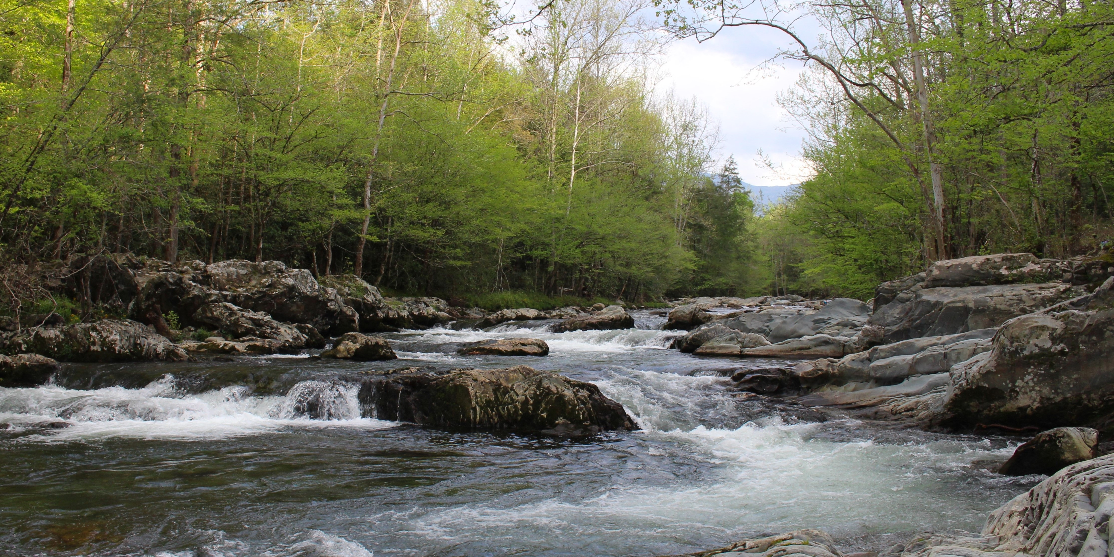 A wooded river scene in Greenbrier Cove in Great Smoky Mountains National Park
